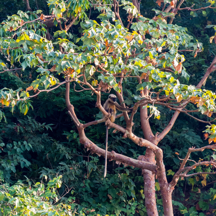 India 2014 - Goa 074.jpg